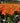 'Tiny Heroes' Orange Dwarf Asiatic Lily