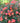 Oso Easy Hot Paprika® Rose
