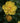 Oso Easy Lemon Zest® Rose