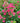 Oso Easy Peasy® Rose