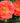Oso Easy® Mango Salsa Rose