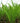 'Ostrich' Fern