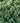 Green Carpet Japanese Pachysandra