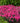 Paint the Town Magenta Dianthus