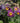 Pasque Flower
