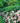 Peach Drift® Groundcover Rose
