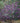 Pearl Glam® Beautyberry