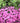 Pink Creeping Phlox