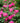 Pink Double Knock Out® Shrub Rose