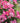 Pink Drift® Groundcover Rose