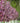 Pink Spires Crabapple