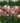 Pinky Winky Prime® Hydrangea