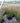 Prairie Dropseed Grass
