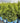 Private Jet™ Arborvitae