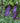 Pugster Blue® Butterfly Bush
