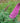 Pugster Pinker® Butterfly Bush