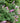 Pugster Pinker® Butterfly Bush