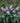 Pugster® Amethyst Butterfly Bush