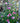 Purple Pillar® Rose-of-Sharon