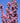 Purple Spire Columnar Crabapple