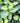 Purple Wintercreeper