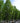 'Fastigiata' Pyramidal European Hornbeam