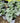 'Queen of Hearts' Heartleaf Brunnera