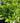 Quick Fire Fab® Hydrangea