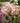Quick Fire® 'Bulk' Tree Form Hydrangea