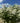Quick Fire® 'Bulk' Tree Form Hydrangea