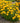 Heliopsis helianthoides False Sunflower 'Rays for Days'