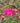 Red Drift® Groundcover Rose