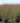 'Shenandoah' Red Switch Grass