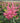 'Rheinland' Japanese Astilbe