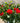 Rise Up Emberays™ Rose
