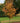 Rising Fire® American Hornbeam