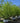 Clump River Birch