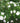 Rugosa 'Blanc Double de Coubert' Rose
