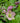 Royal Heritage Hellebore