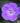 Rozanne Geranium
