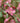 Ruby Dayze® Crabapple