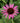 Ruby Star Coneflower
