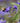 Sapphire Surf™ Bluebeard