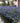 Sapphire Surf™ Bluebeard