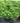 Green Sargent Juniper