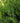 Sea Green Juniper