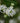 Seven Son Flower