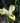 Siberian 'Butter and Sugar' Iris