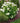 Annabelle Hydrangea