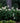 Snow Queen Oakleaf Hydrangea